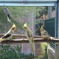 Calopsittes (nimphicus hollandicus)