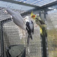 Calopsittes (nimphicus hollandicus) #4