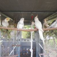 Calopsittes (nimphicus hollandicus) #5