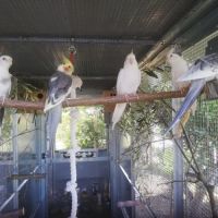 Calopsittes (nimphicus hollandicus) #6