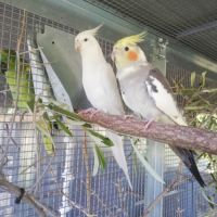 Calopsittes (nimphicus hollandicus) #7