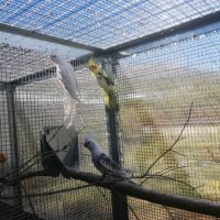Calopsittes (nimphicus hollandicus) #8