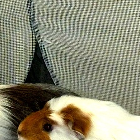 Don 2 cochon d'inde femelle 3 ans #1