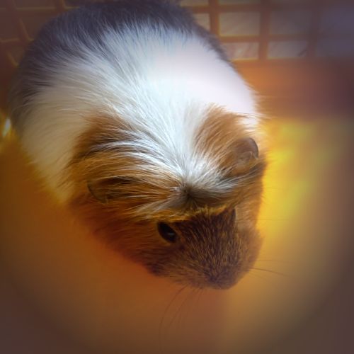 Don 2 cochon d'inde femelle 3 ans #3