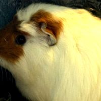 Don 2 cochon d'inde femelle 3 ans