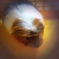 Don 2 cochon d'inde femelle 3 ans #3