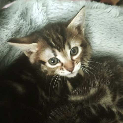 Diamant, adorable chaton à l'adoption #1