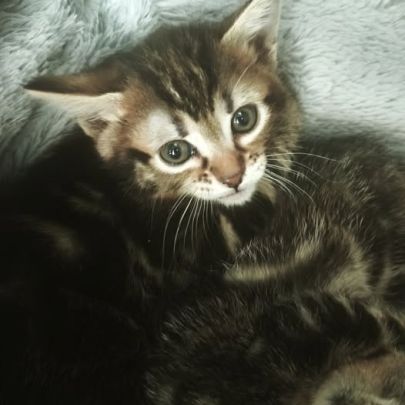 Diamant, adorable chaton à l'adoption #0
