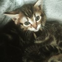 Diamant, adorable chaton à l'adoption