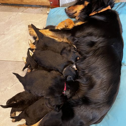 Chiots berger de savoie #1