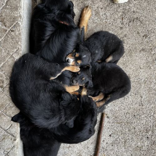 Chiots berger de savoie #3
