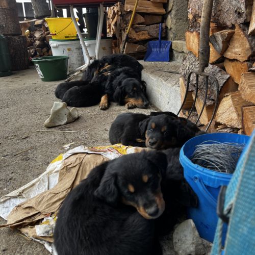 Chiots berger de savoie #4