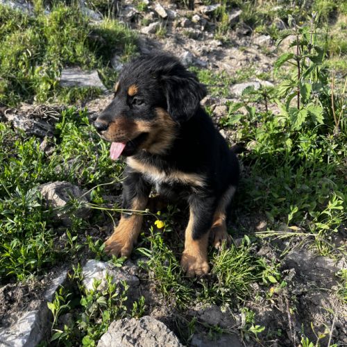 Chiots berger de savoie #7