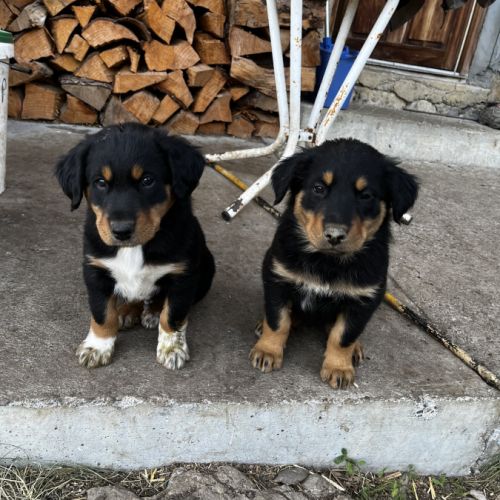 Chiots berger de savoie #0