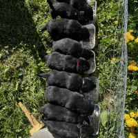 Chiots berger de savoie #2
