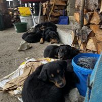 Chiots berger de savoie #4