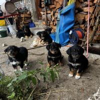 Chiots berger de savoie #5