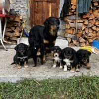 Chiots berger de savoie #6