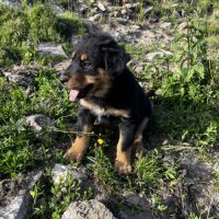 Chiots berger de savoie #7