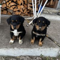 Chiots berger de savoie