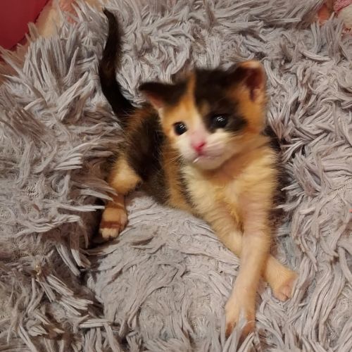 Fantomette et kitty, duo a l'adoption #2