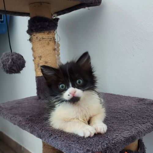 Fantomette et kitty, duo a l'adoption #3