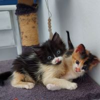 Fantomette et kitty, duo a l'adoption