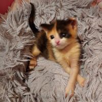 Fantomette et kitty, duo a l'adoption #2