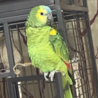 Amazone à front bleu