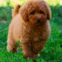 Magnifiques chiots caniche petits nain fauve #1