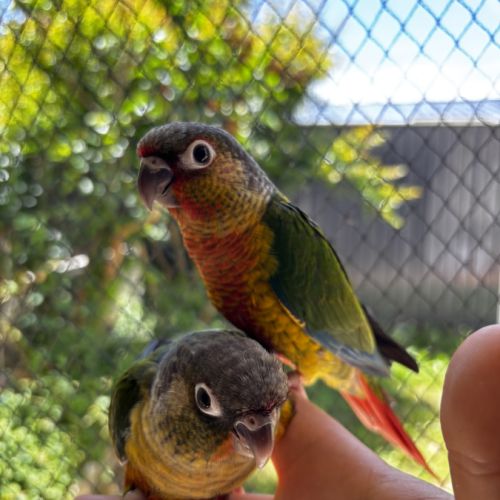 Conure hypoxantha eam apprivoisé 2026 #2