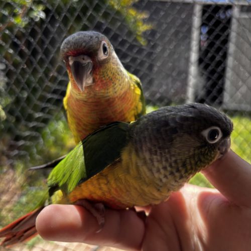 Conure hypoxantha eam apprivoisé 2026 #3
