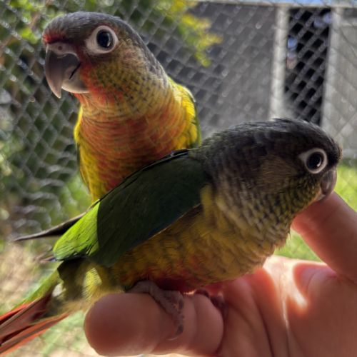 Conure hypoxantha eam apprivoisé 2026 #4