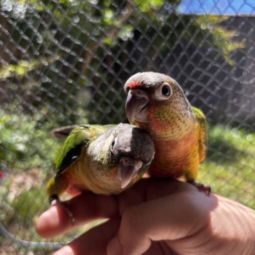 Conure hypoxantha eam apprivoisé 2026 #6