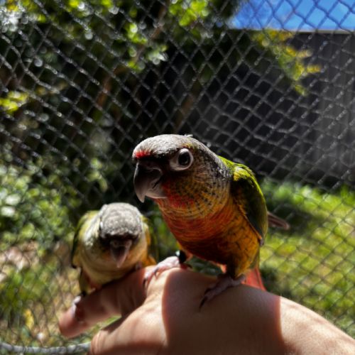 Conure hypoxantha eam apprivoisé 2026 #7