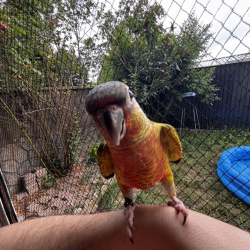 Conure hypoxantha eam apprivoisé 2026 #5