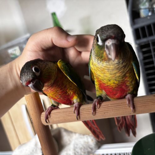 Conure hypoxantha eam apprivoisé 2026 #8