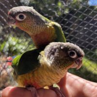 Conure hypoxantha eam apprivoisé 2026 #1