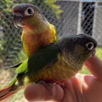 Conure hypoxantha eam apprivoisé 2026 #4