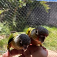Conure hypoxantha eam apprivoisé 2026 #5