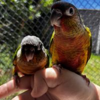 Conure hypoxantha eam apprivoisé 2026