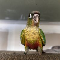Conure hypoxantha eam apprivoisé 2026 #3