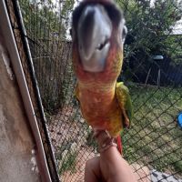 Conure hypoxantha eam apprivoisé 2026 #4