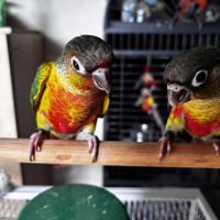 Conure hypoxantha eam apprivoisé 2026