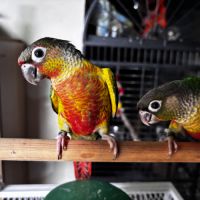 Conure hypoxantha eam apprivoisé 2026 #7