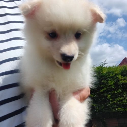 Chiot spitz #2