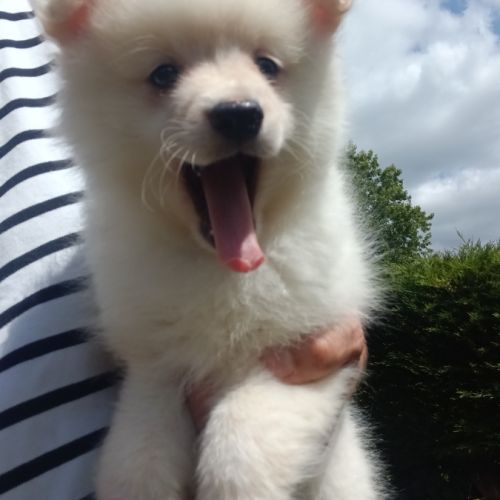 Chiot spitz #3