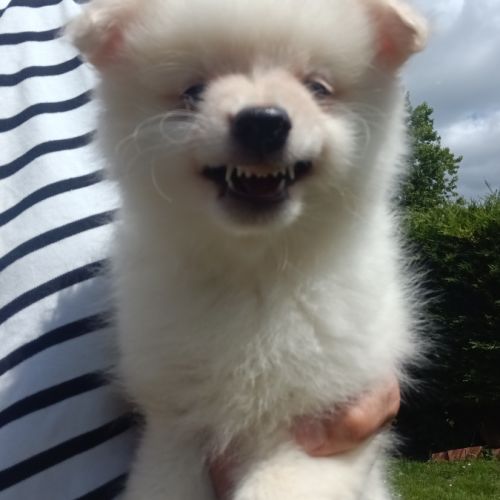 Chiot spitz #0