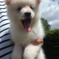 Chiot spitz #3