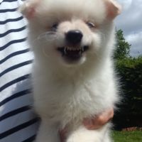 Chiot spitz